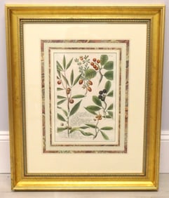 Botanical Mezzotint Engraving by Johann Weinmann
