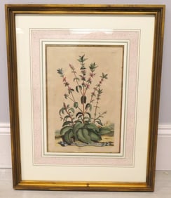 Hand Colored Botanical Engraving by Abraham Munting