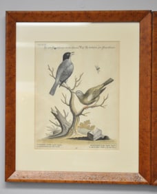 Two George Edwards Bird Etchings