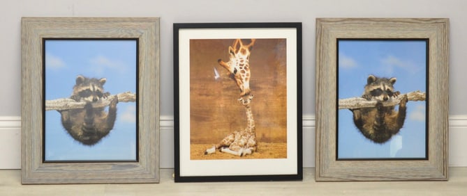 Three Framed Animal Photographs