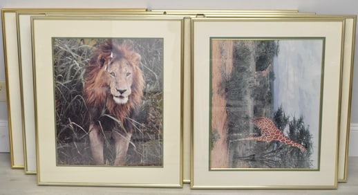 Eight Large Framed African Safari Photographs
