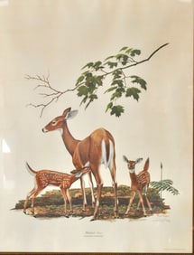 Large Ray Harm Whitetail Deer Print
