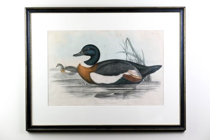 Original J. Gould and H.C. Richter Australian Shelduck Hand-Colored Etching