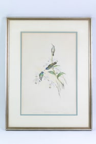 Original J. Gould and H.C. Richter "Heliopaedica Melanotis" Etching