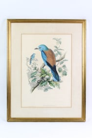 Original J. Gould and H.C. Richter "Coracias Garrula" Framed Etching