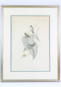 Original J. Gould and H.C. Richter "Cyanomyia Quadracolor" Framed Etching