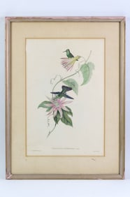 Original J. Gould and H.C. Richter "Thaumtias Nitidifons" Framed Etching