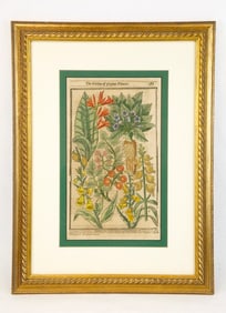 Antique Hand-Colored Botanical Illustration