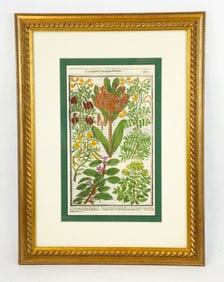 Antique Hand-Colored Botanical Illustration