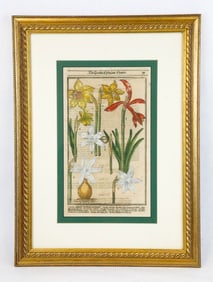 Antique Hand-Colored Botanical Illustration