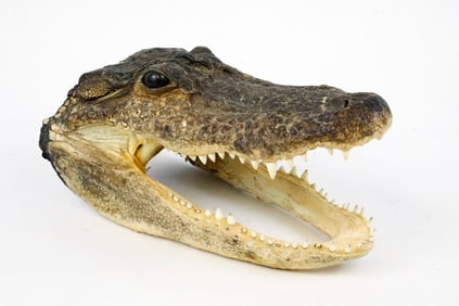 Taxidermy Alligator Head