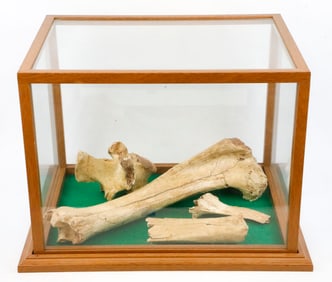 Bones in a Display Case