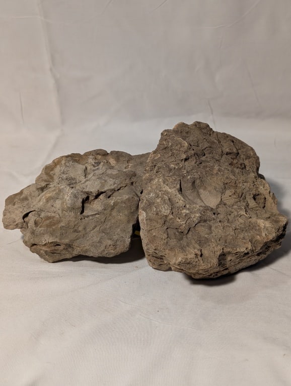 Fossilized Rock - Pair, York County, PA: Fossilized Rock - Pair. Light in color. One meas. 4"h x 5"l x 1"d, the other meas 4 1/2"h x 6 3/4"w x 1 1/4"d. York County PA