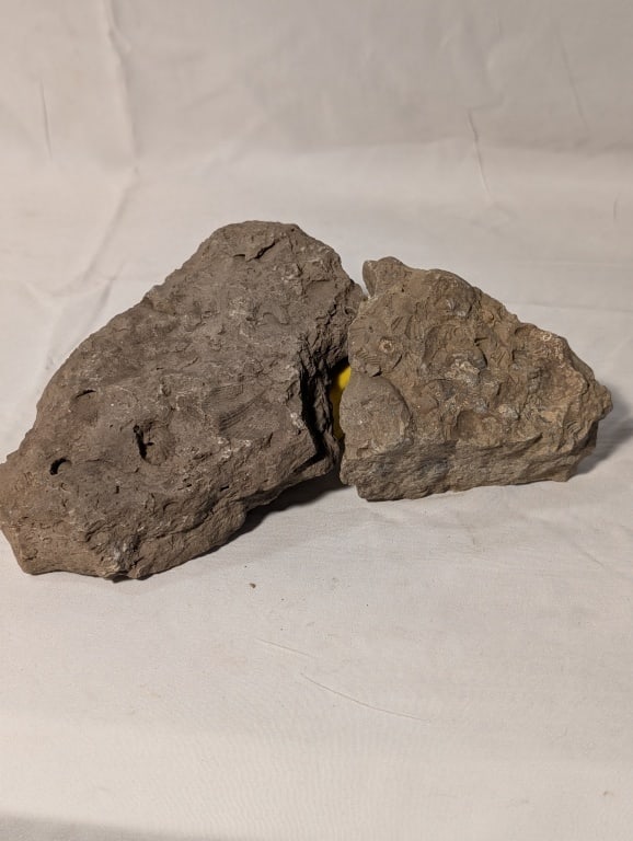 Fossilized Rock - Pair, York County, PA: Fossilized Rock - Pair. Dark in color. One meas. 3"h x 4 1/4"l x 1 1/2"d, the other meas 4"h x 7"w x 1"d. York County PA