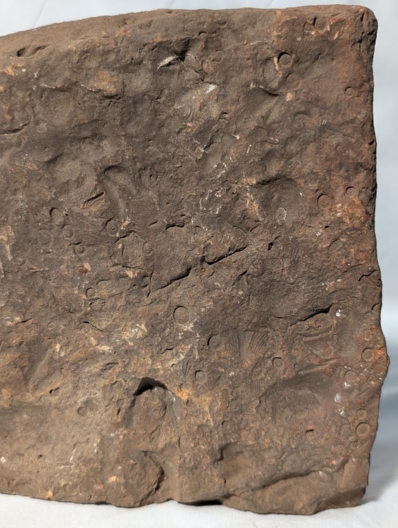 Fossilized Jasper Rock Slab - 10