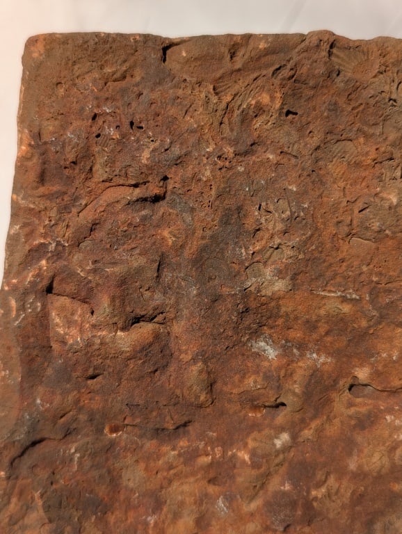 Fossilized Jasper Rock Slab - 3