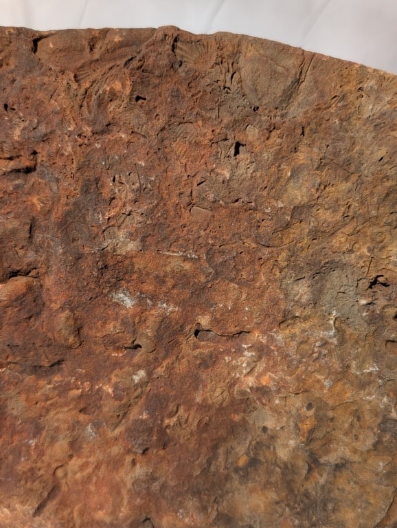 Fossilized Jasper Rock Slab - 4