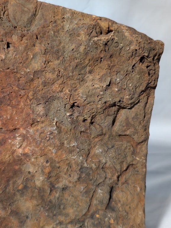 Fossilized Jasper Rock Slab - 5