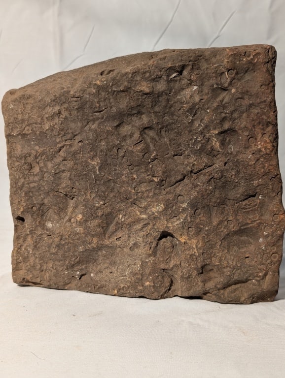 Fossilized Jasper Rock Slab - 8