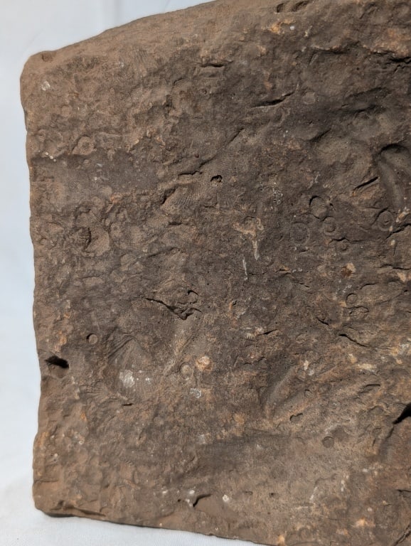 Fossilized Jasper Rock Slab - 9