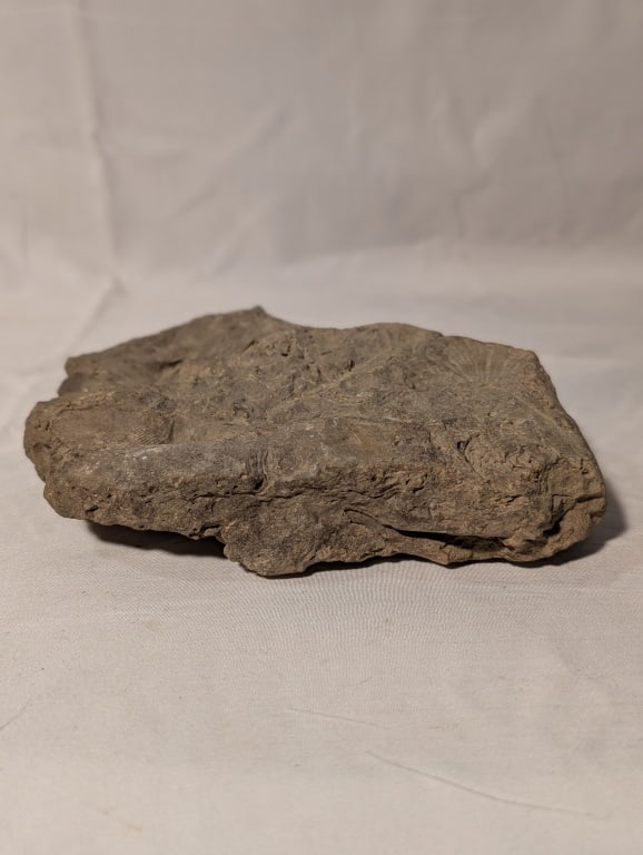 Fossilized Rock - Slab: Fossilized Rock -Slab. Rough, unpolished. Meas. 7 14"h x 5'w x 1 1/4"d.