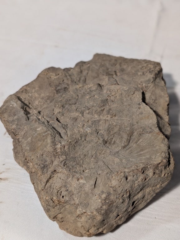 Fossilized Rock - Slab - 2
