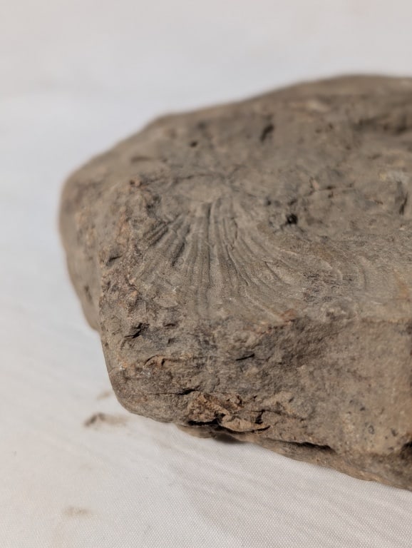 Fossilized Rock - Slab - 3