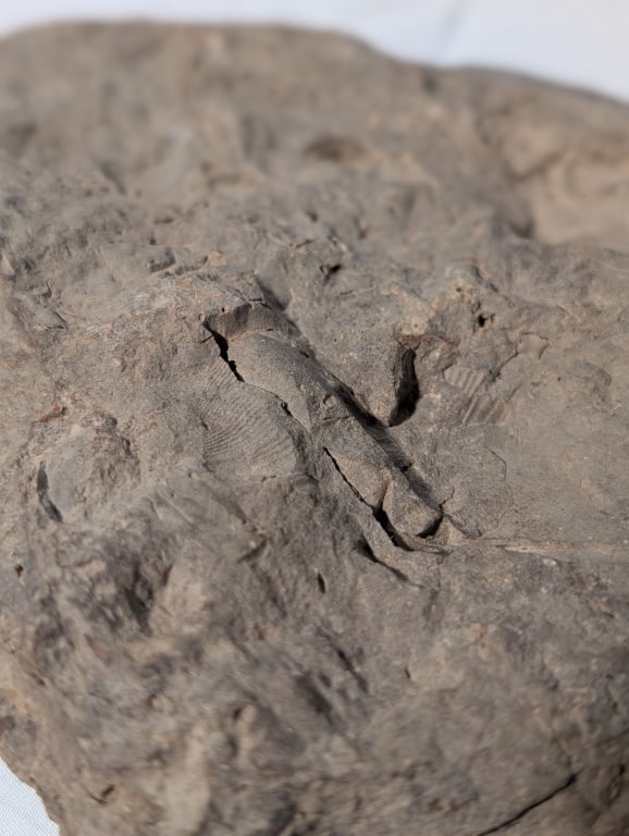 Fossilized Rock - Slab - 4