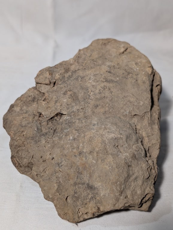 Fossilized Rock - Slab - 7