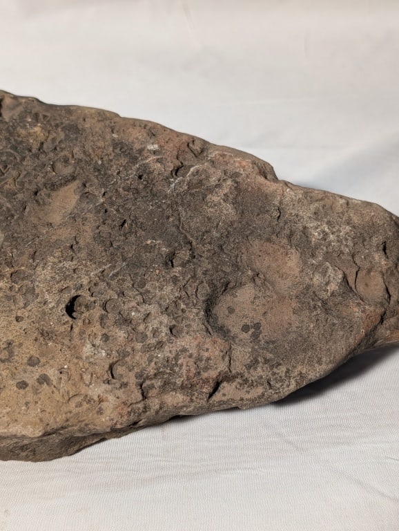 Fossilized Rock - Slab - 10