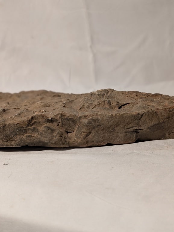 Fossilized Rock - Slab - 11