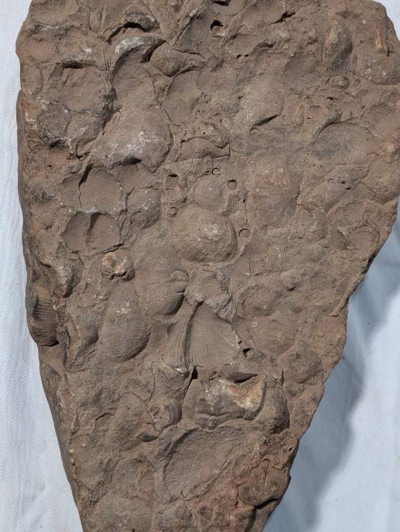 Fossilized Rock - Slab - 12