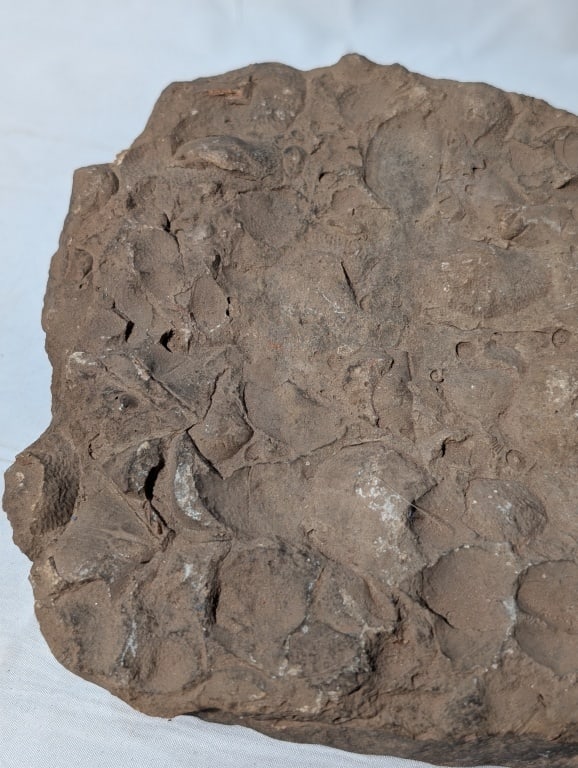 Fossilized Rock - Slab - 2