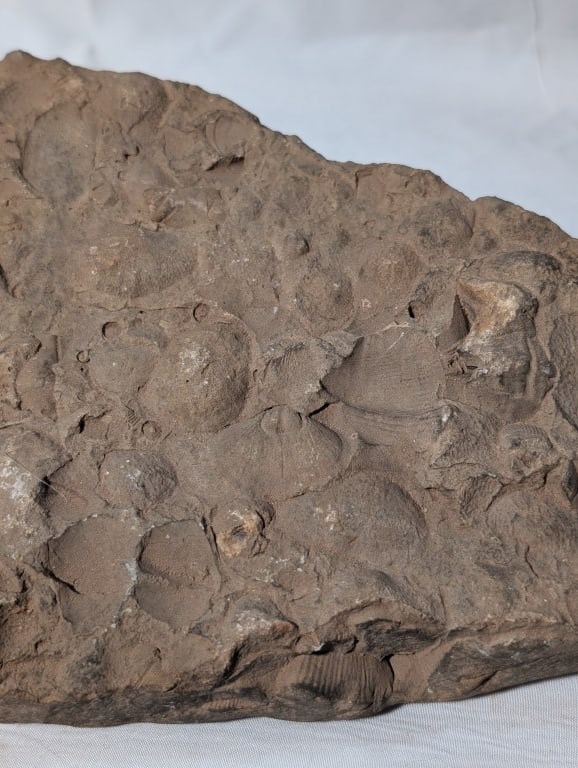 Fossilized Rock - Slab - 3
