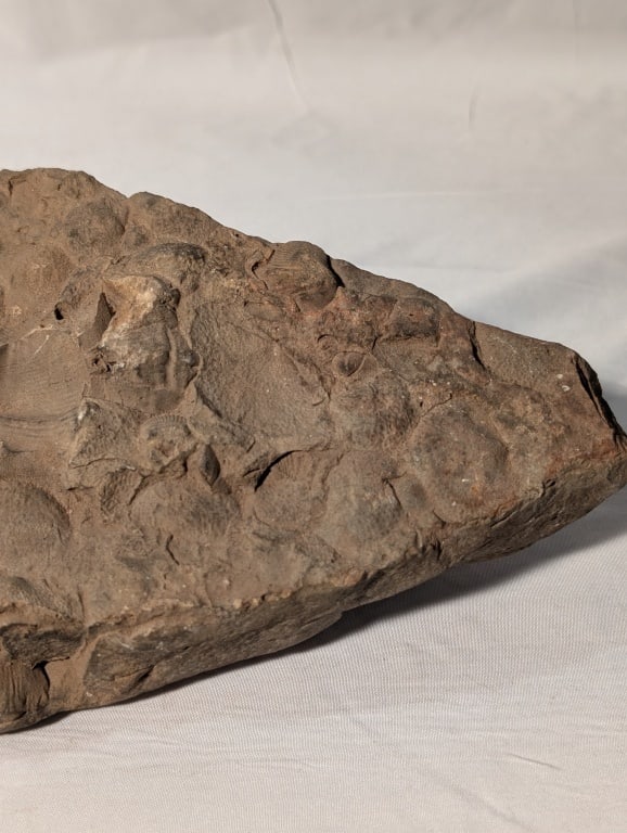 Fossilized Rock - Slab - 4