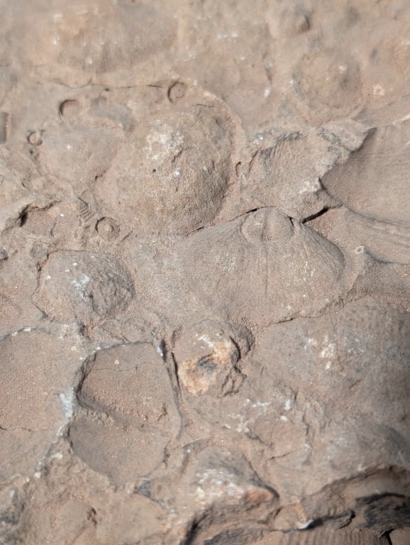 Fossilized Rock - Slab - 5