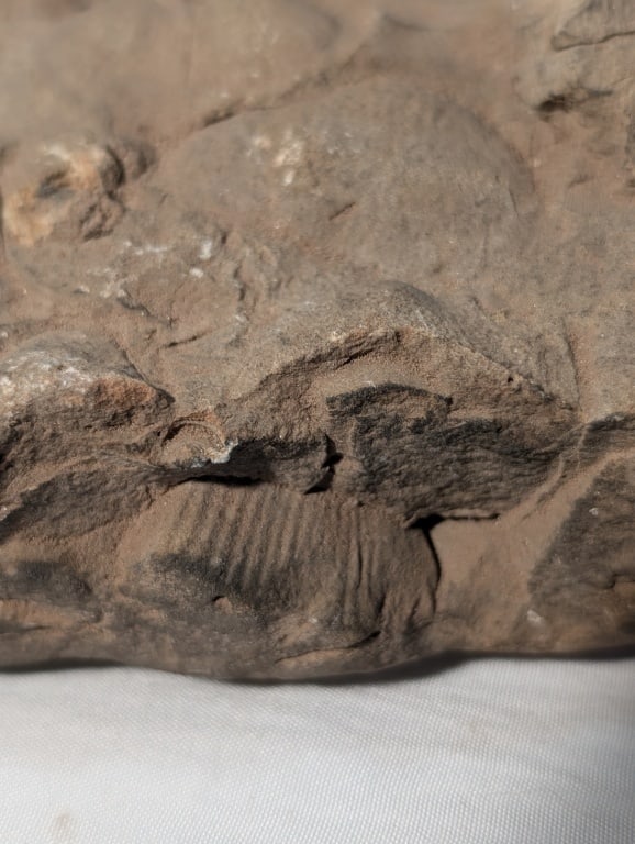 Fossilized Rock - Slab - 6