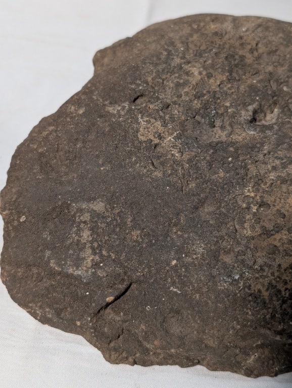 Fossilized Rock - Slab - 8