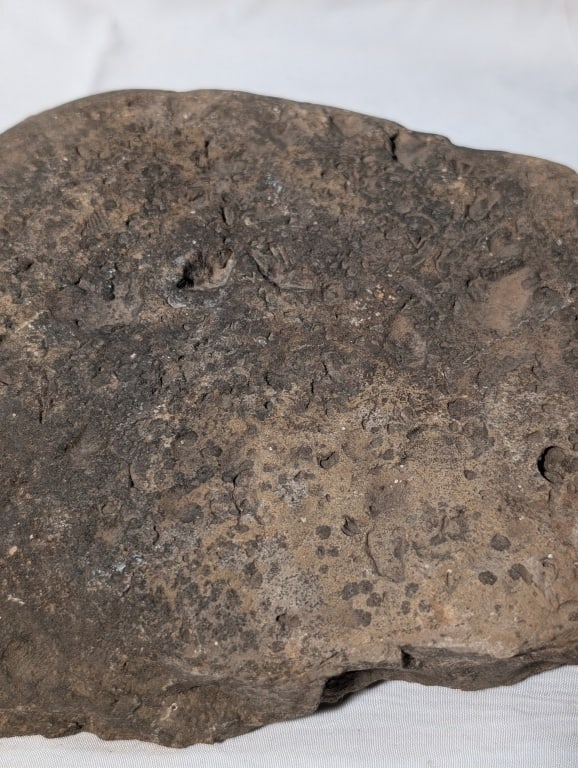 Fossilized Rock - Slab - 9