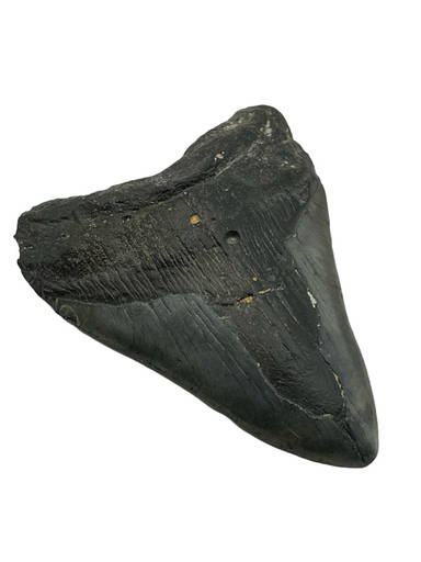 Megalodon Shark Tooth Fossil 4.7 inches Charleston South Carolina