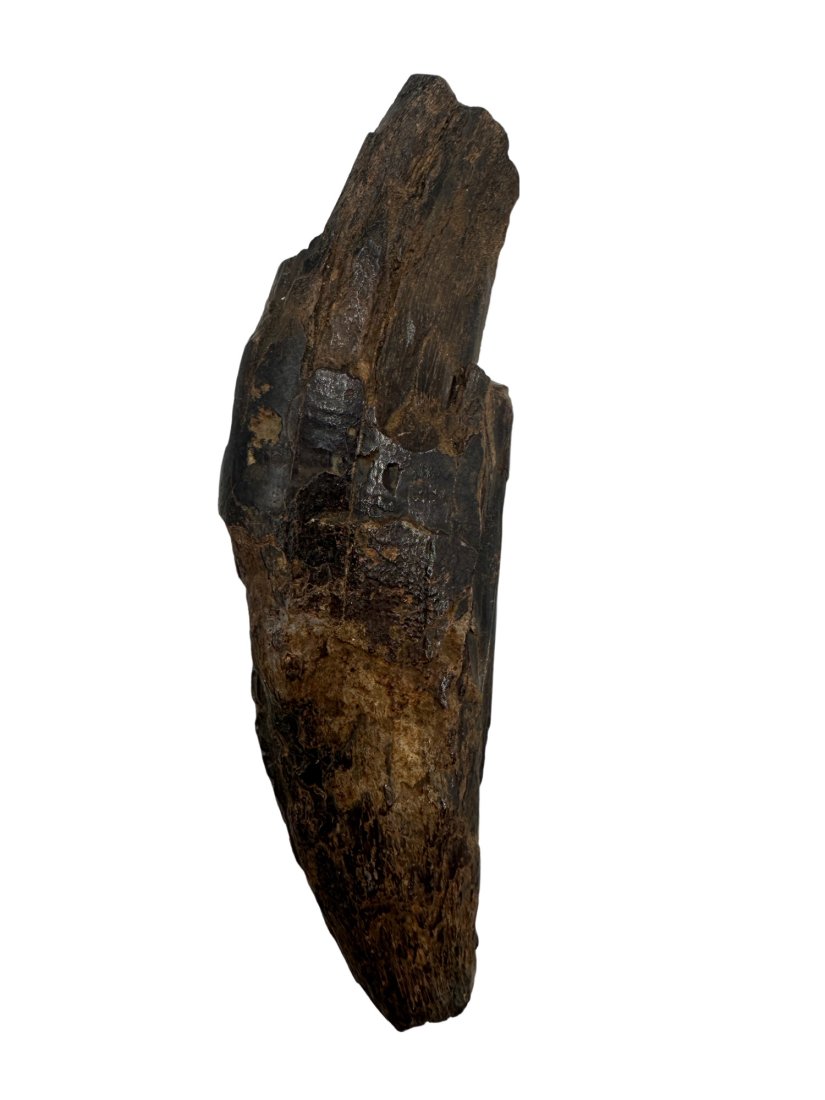 Saber Tooth Tiger "Fatalis Tooth" found in Charleston South Carolina: You are here bidding on a Saber Tooth Tiger fatalis tooth meaning the "deadly knife tooth”. This piece is a fantastic started tooth for the budding serious collector -or- a super cool conservati