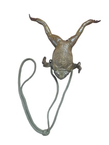 Cane Toad / Frog Taxidermy Coin Purse