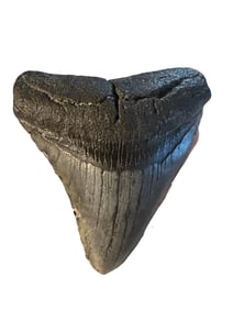Megalodon Tooth Found in Charleston, South Carolina