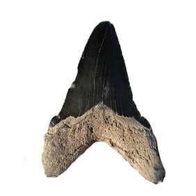 Transitional Megalodon Tooth From Charleston South Carolina