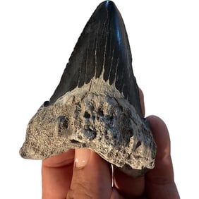 Transitional Megalodon Tooth From Charleston South Carolina