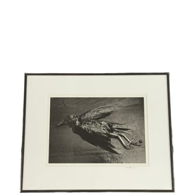 Bird Photograph by T Q Hoffman