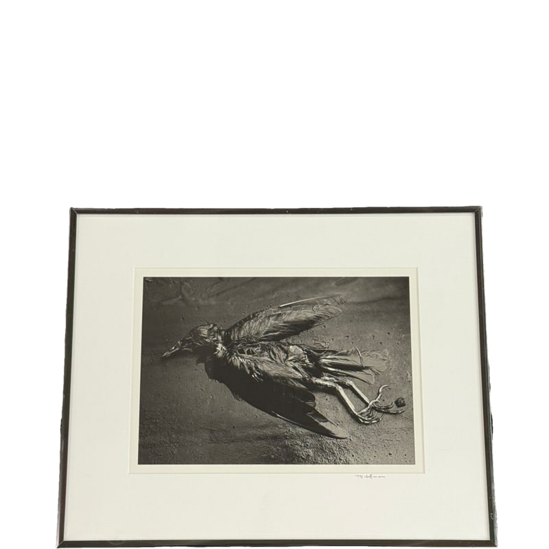 Bird Photograph by T Q Hoffman: PLEASE READ: If you win this item, please select self arranged for in house shipping when paying invoice Bird Photograph by T Q Hoffman frame: 14" x 17.25" x 1.5" sight: 8.5" x 11.5"