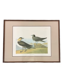John James Audubon "Richardson's Jager" from the Birds of America, No. 55