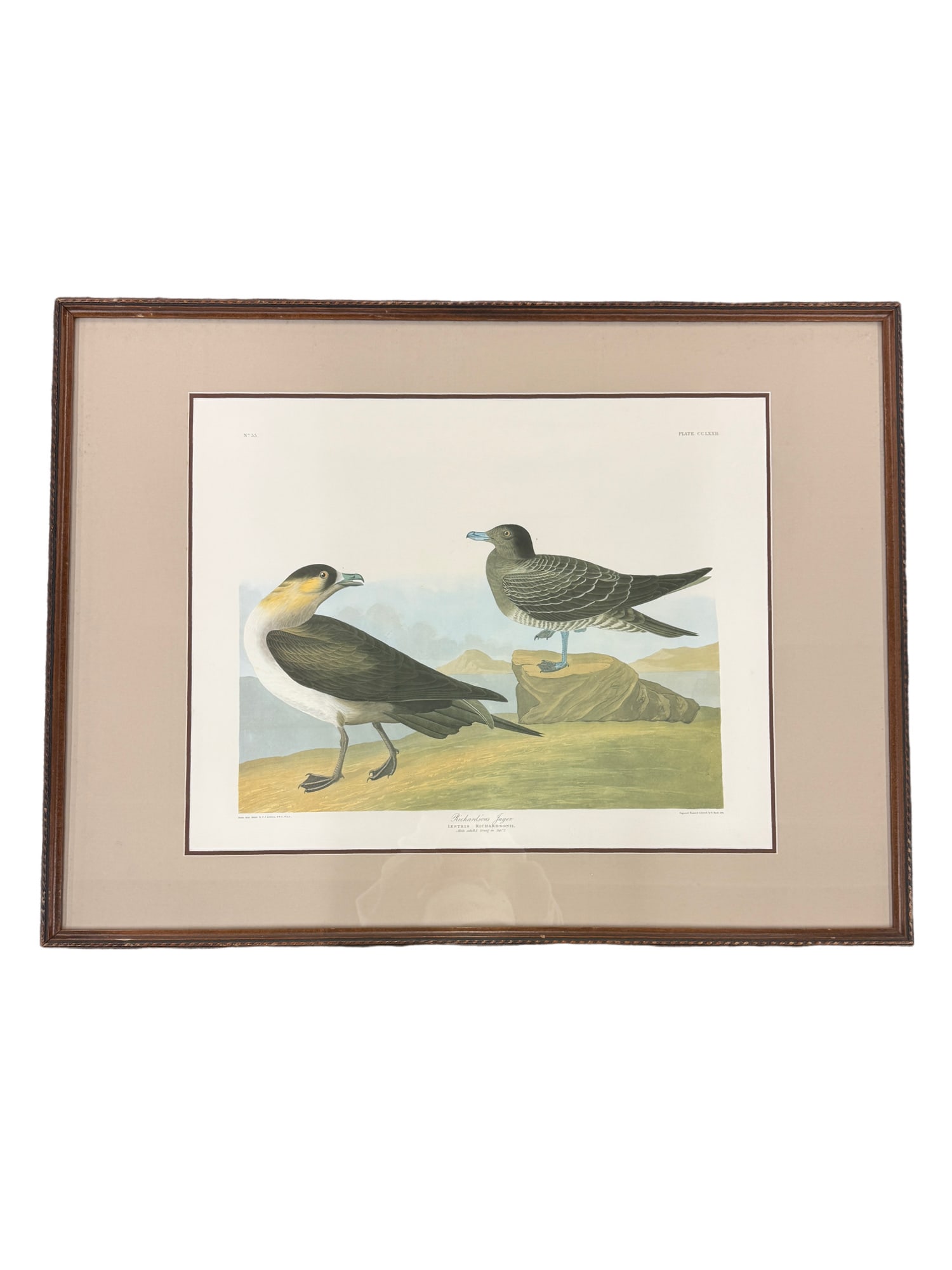John James Audubon "Richardson's Jager" from the Birds of America, No. 55 (1 of 8)