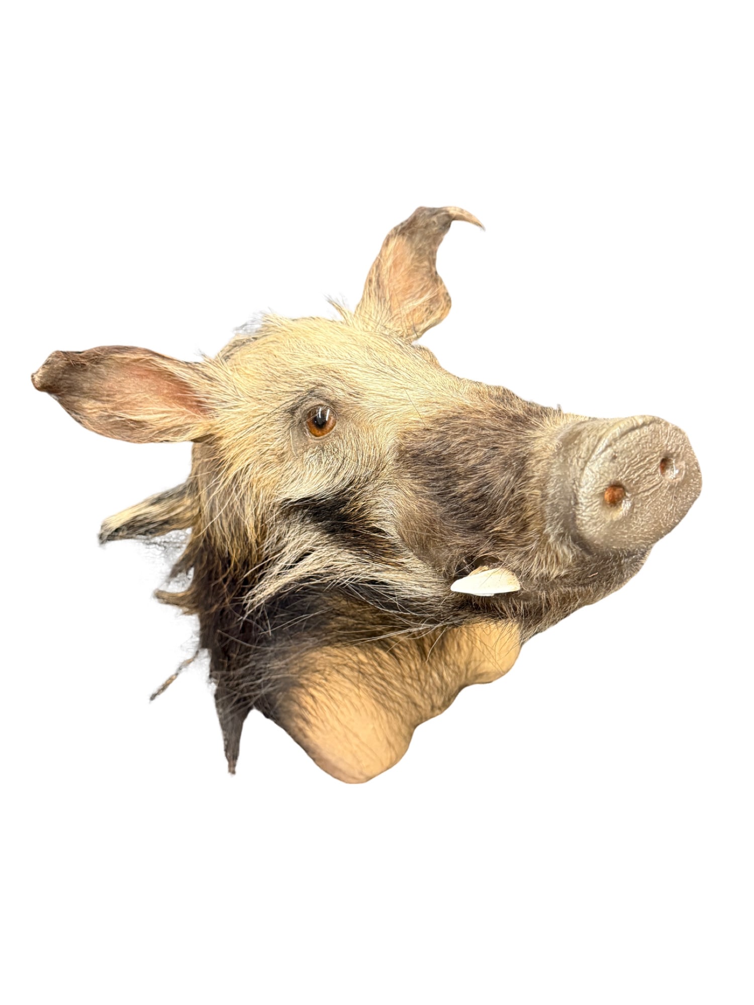 Wild Boar Taxidermy Shoulder Wall Mount (1 of 7)